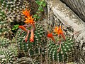 * Nomination Cactus at the Pine View Nursery, Kalimpong --Sumitsurai 06:40, 27 August 2023 (UTC) * Promotion Please add some helpful categories. --Ermell 08:00, 27 August 2023 (UTC)  Comment Category added now --Sumitsurai 10:56, 27 August 2023 (UTC)  Support Good quality. --多多123 16:59, 27 August 2023 (UTC)