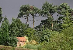 Pohon-pohon pinus terhadap badai langit, Salmonby - geograph.org.inggris - 44613.jpg