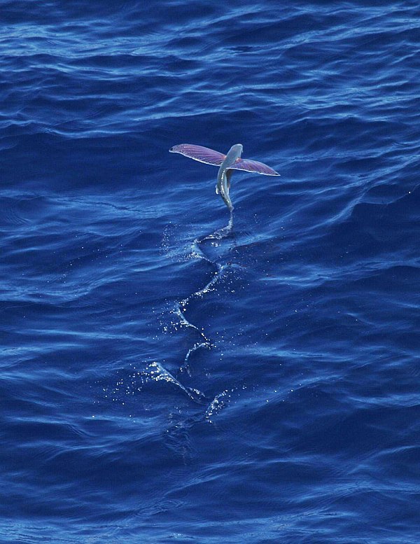 Flying fish taking off