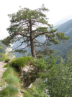 Harilik mänd (Pinus sylvestris)