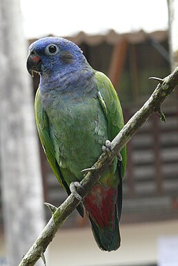 Папуга-червоногуз синьоголовий (Pionus menstruus)