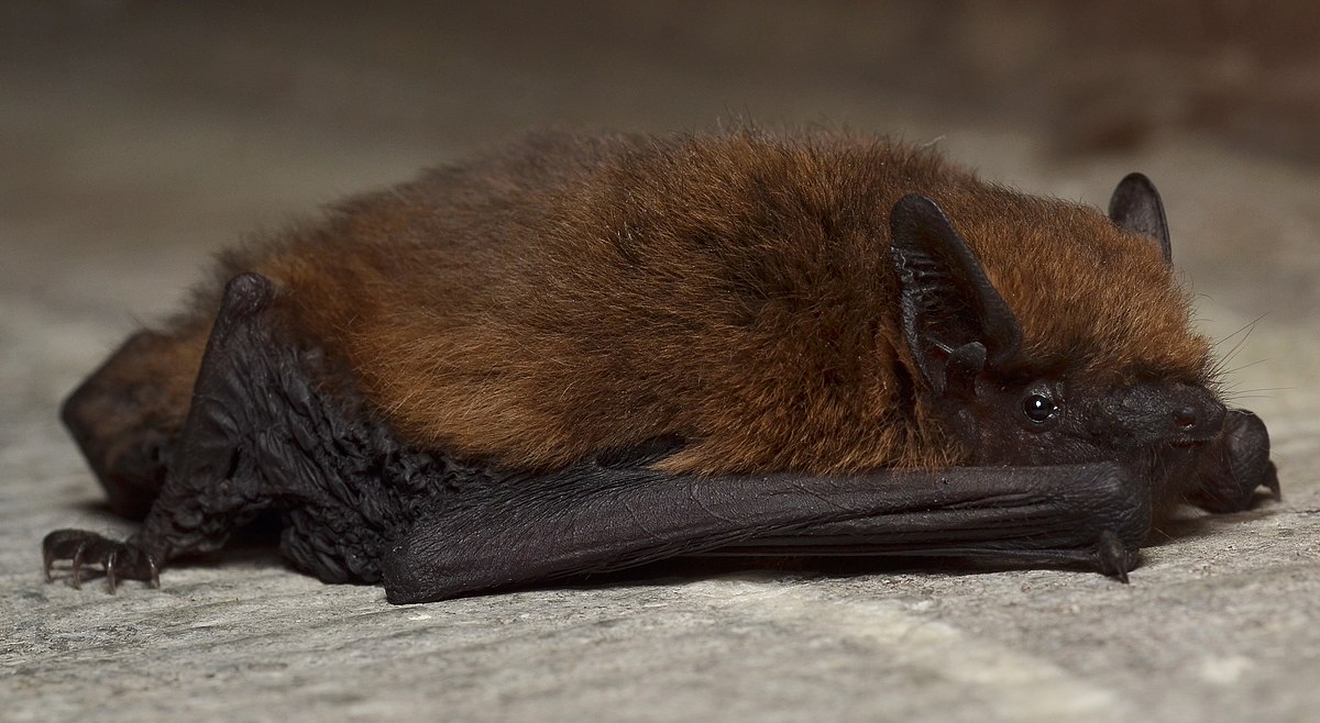 Rhett Breckinridge 1200px-Pipistrellus_pipistrellus_%285933130195%29