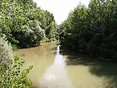 پوشش گیاهی رودخانه‌ای پهن در امتداد رودخانه پیسوئرگا در اسپانیا