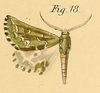 Pl.2-18-Argyrophora bifasciata=Drepanogynis bifasciata (Dewitz, 1881).JPG