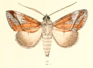 <i>Risoba variegata</i> Species of moth