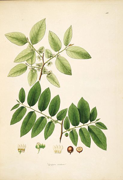 File:Plants of the coast of Coromandel (Plate 48) BHL280152.jpg