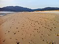 Playa de Carnota.jpg