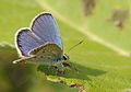 Plebejus argyrognomon.jpg