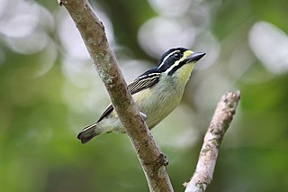 <span class="mw-page-title-main">Yellow-throated tinkerbird</span> Species of bird