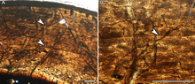 Bone microstructure of polar hypsilophodontid approaching skeletal maturity Polar hypsilophodontid.png