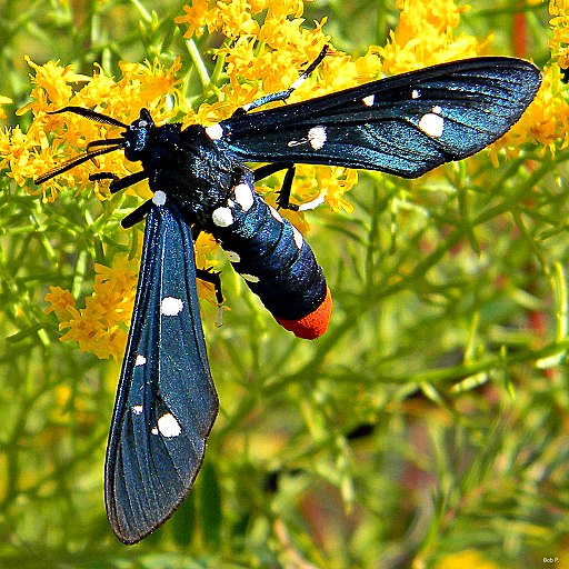 Polka-Dot Wasp Moth - Syntomeida epilais