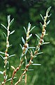 Polygonum maritimum