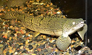 Polypterus weeksii 2.jpg