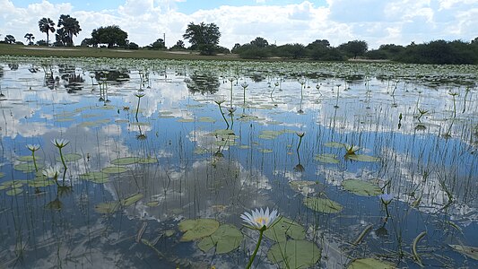 Ponds covered with clouds and lilies in Northern Namibia Photographer : User:Shikoha Tautiko