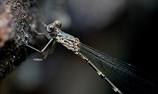 <i>Indolestes obiri</i> Species of damselfly