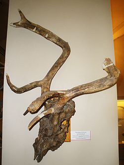 Praemegaceros-obskurus.JPG