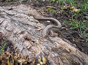 Beskrivelse av Prairie skink.jpg-bildet.