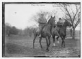 President Taft and Gen. Clarence Edwards riding horses LCCN2014683205.tif