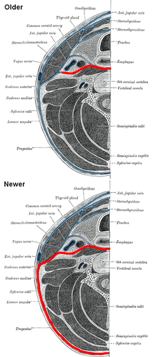 Thumbnail for Prevertebral fascia