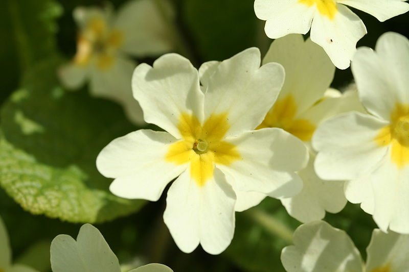 File:Primula vulgaris-02 (xndr).jpg