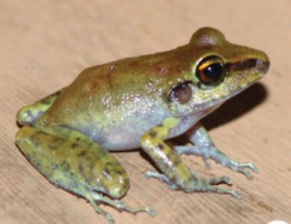 <i>Pristimantis zimmermanae</i> Species of frog