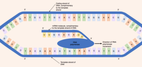 Dva řetězce DNA oddělené RNA polymerázou připojenou k jednomu z řetězců a molekula RNA vycházející z RNA polymerázy