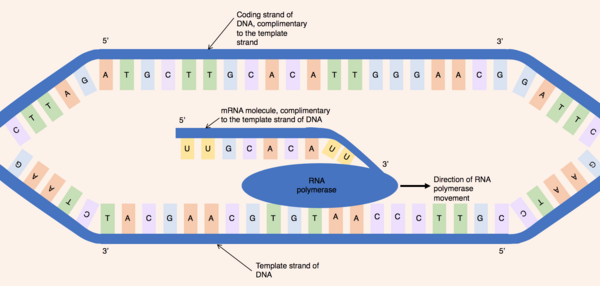 Position of the template and coding strands during transcription. Process of DNA transcription.png