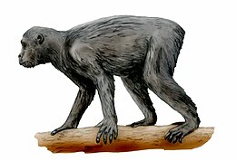 Hominoidea: Dénomination, Classification phylogénétique, Histoire évolutive