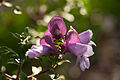 Prostanthera magnifica