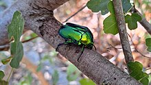 Protaetia cuprea in Bulgaria Protaetia cuprea in Bulgaria.jpg