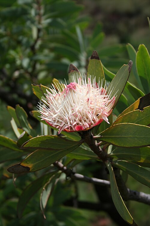 Inflorescence of Protea caffra