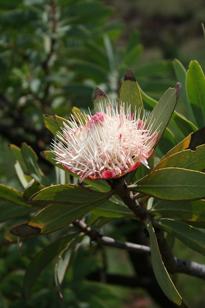Image of Protea By Marco Schmidt [1] - Own work, CC BY-SA 2.5, https://commons.wikimedia.org/w/index.php?curid=1484081