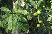 Macadamia integrifolia Proteaceae- Macadamia integrifolia (macadamia nut) 3.jpg