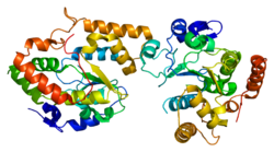 Белок SULT4A1 PDB 1zd1.png