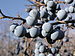 Prunus stepposa (fruit) 1.jpg