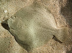 Un turbot