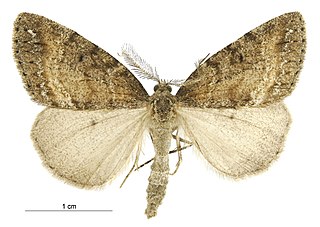 <i>Pseudocoremia foxi</i> Species of moth endemic to New Zealand