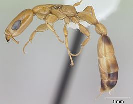 Pseudomyrmex filiformis