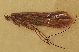 <i>Psychoglypha</i> Genus of caddisflies