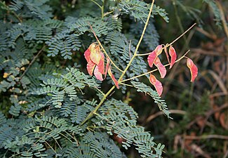 Pterolobium stellatum, loof en vrugte, Strikfontein se Nek, b.jpg