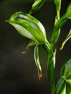 Pterostylis umbrina (4018826434). 
 jpg