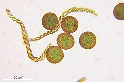 Spores and two elaters of the liverwort Ptilidium. Ptilidium pulcherrimum Sporen.JPG
