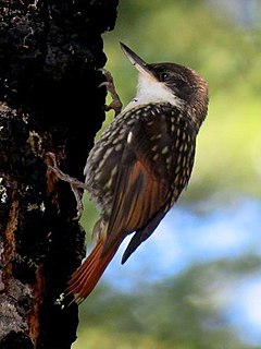 White-throated treerunner Species of bird