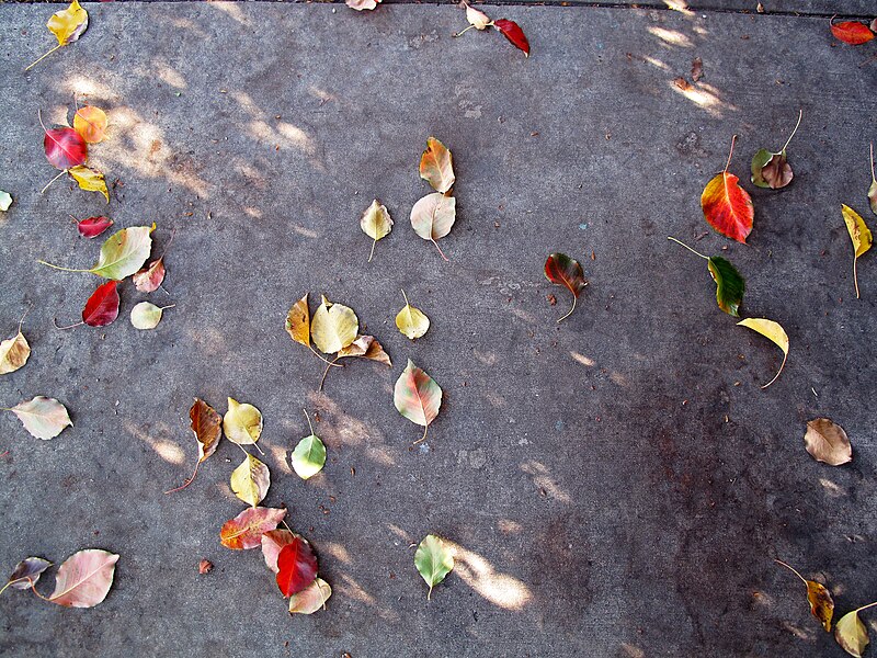 File:Pyrus Calleryana leaves on sidewalk.jpg