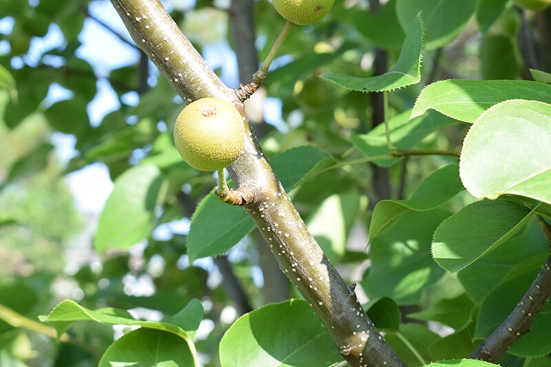 File:Pyrus pyrifolia (Raja) young fruit 12.jpg