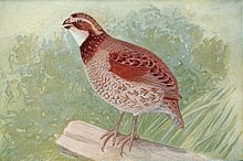 Brown quail ("Coturnix ypsilophora")