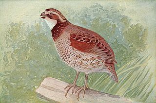 Quail Index of animals with the same common name