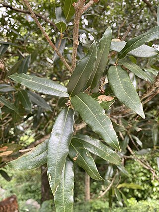 <i>Quercus pinnativenulosa</i> Species of oak tree