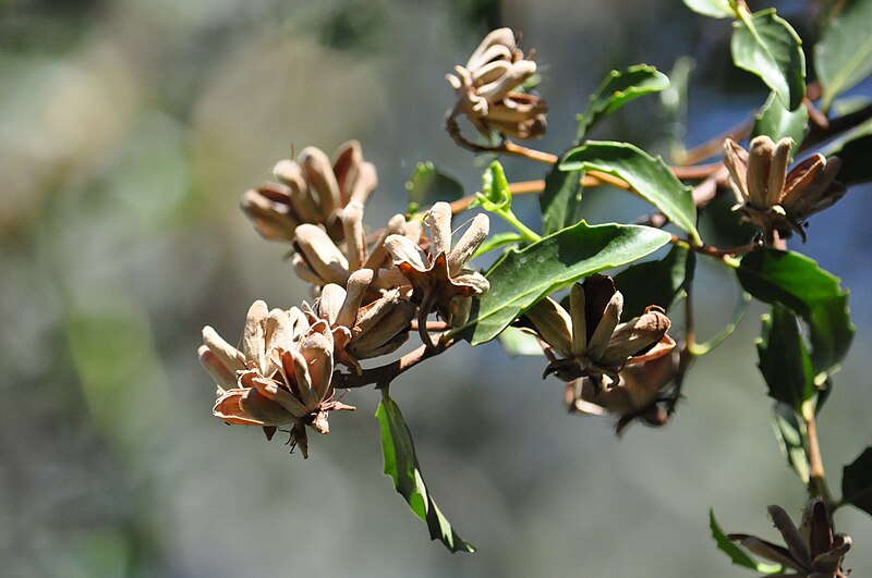 File:Quillaja saponaria 06.jpg