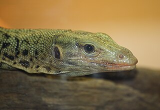 Quince Monitor species of reptile